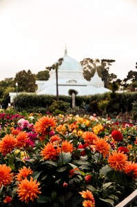 The Conservatory of Flowers (via the Dahlia Garden) by Julie Michelle